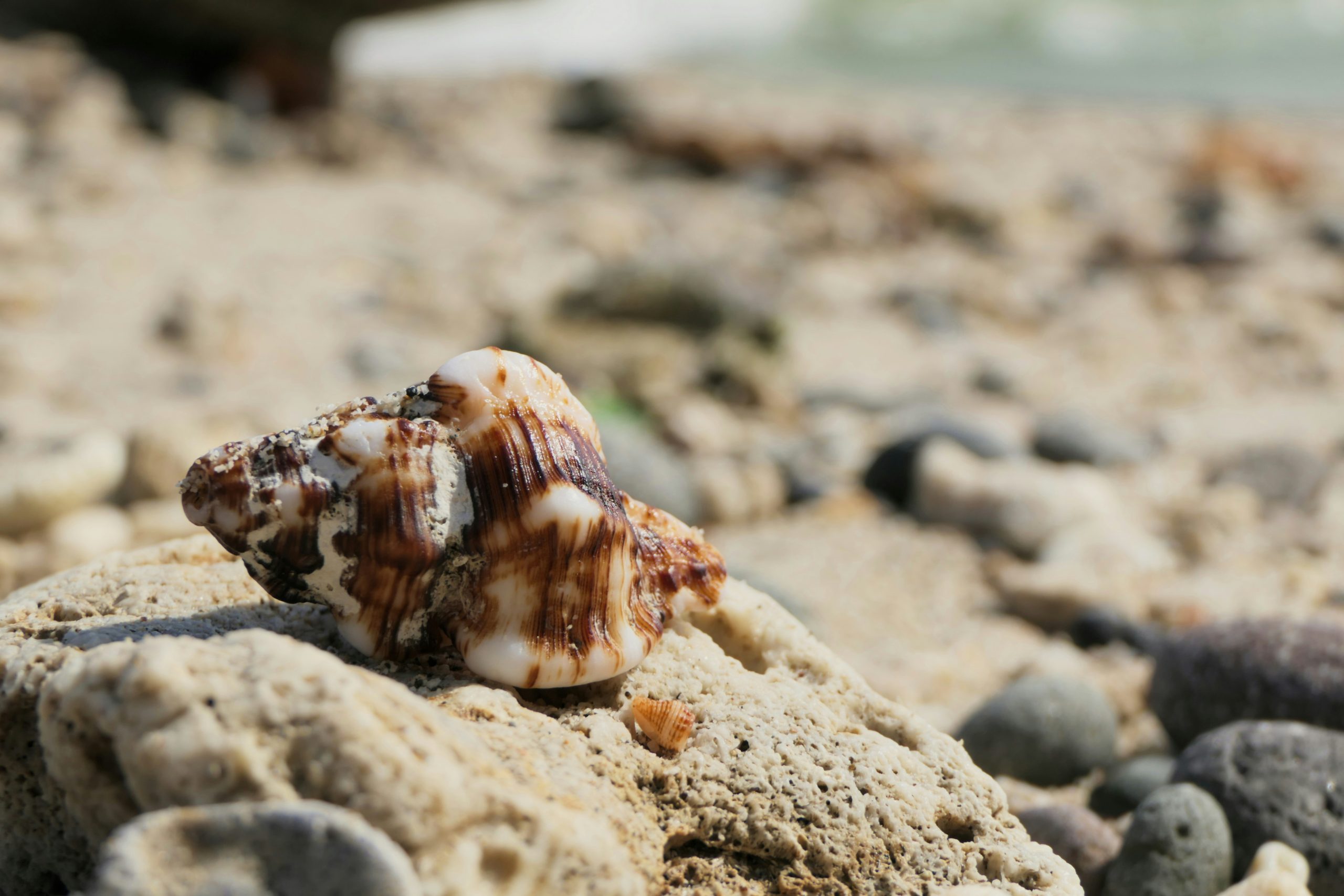 The Hollow Shell
